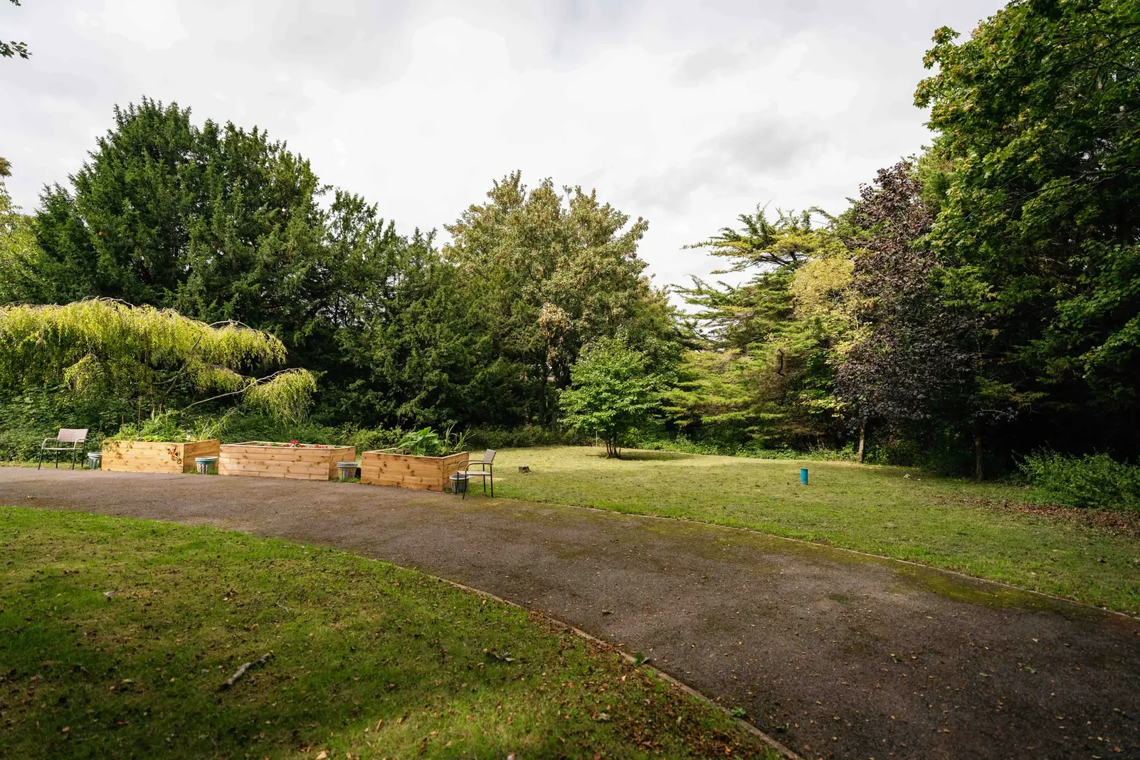A path curving across the lawn between trees and shrubs in the garden